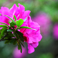 �ҵ����ɽ�ӷ���ƽ������ˮ�O����