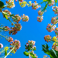 ����������Ĳ�ɫ�Ͳ˻���