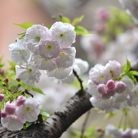 �����󣬺����ص�ӣ�����֡�