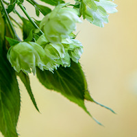 ��ɫӣ������ӣ�������è  2023.04.01