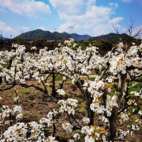 ������԰