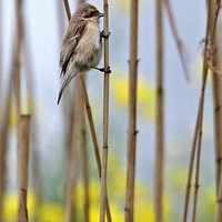 «έ���ϵ��л���ȸ