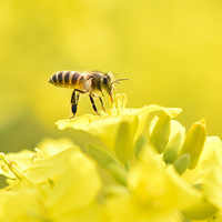 �Ͳ˻���С�۷䡣