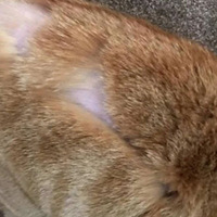 Ӣ������������è�����ϰ�ֻСè�����ͺ�ӡ����ѣ����̫������