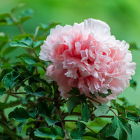 ������ĵ��չ