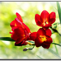 ��ȡ����ɼ�Ȥ������ѩ����ױ