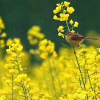 �Ͳ˻��ϵĴ�ɫɽ��ݺ