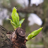 ѿ�����ţ��������������ִ��;���֮�ң�