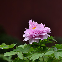 ������ĵ����չ��