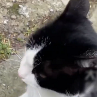 ���ӻ�2����һֻ��������è���������ܲ�������Ӱ��èè����