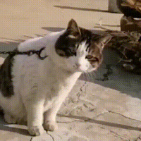 ��ý�����й����껨è��ȡ��ֽ��������ҥ����ֻ��ȡ�㹷������