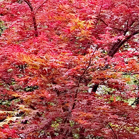 ����Ժ�ڴ�ɫŨŨ