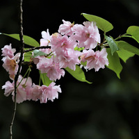 ��ӣ�죬�һ��ޣ������