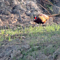 ��Ϫʪ�ػ�������