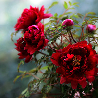 ��������ĵ����չ��