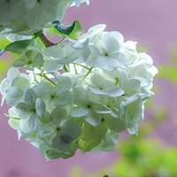 �����覵�ľ���򻨿�������������Ǯ������ǽ��