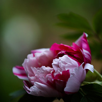 ��ɫ����