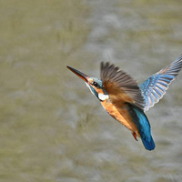 û����ķ��У��ܹ��е��Ǹ���