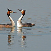 ��ͷPT�鰮���ɲ�