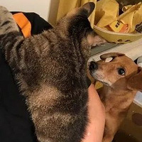 ���ӱ�3ֻè�۸������ϴ������ҧ�ű�����ҳ�����...