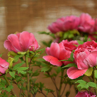 ������ĵ����ʢ����Ӱ