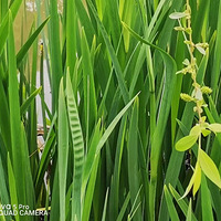 ������ѿ��������Ҷ