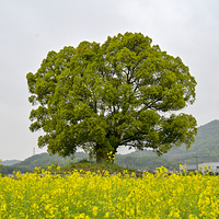 �����Ͳ˻�