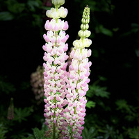 ��Ҷ���ȶ�