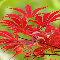 ����Ժ�ڵķ�Ҷ