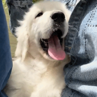 С��ë��ͷ�ϳ�����һ������̥�ǣ������ᱼ������������ˡ�