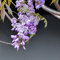 ����԰��Ժʿ�������ʢ��