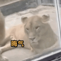 ��ʨ����������������ĸʨ�����������˸��ա�������ˣ�