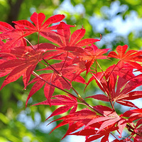 ��Ҷ�죬����İ�ϻ���