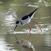 �ڳ᳤����