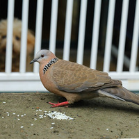 �龱��楂Ұ���ӣ�