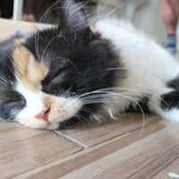 ½����è4��ű�������������һ��ߣèһ�߇Nɪ���Һ��Ҹ�����