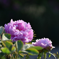 ���۵�ĵ������