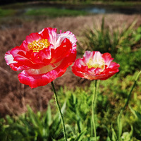 ���������̵�·�߻�