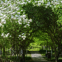 һ����ѩҡ���磬�����˼�������