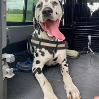 ����Ƣ��Խ��Խ����������ˮ��ǽ��������Ϊ����̫����