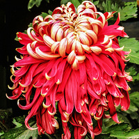 ���Ƿɲ������������� ��ԭ����һֻ̰���ĺ�����52��