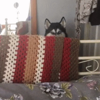 С����������ժ���ӻ��ˣ����ѱ���ӡ����ֻ����ժ�ġ��������Ͷ�