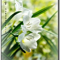 �����������ѩ