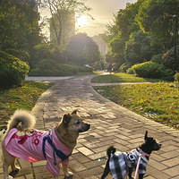 ���������ë���ӣ�������è�����Ƕ���ʶ��