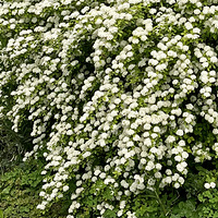 ��Ҷ���߾�