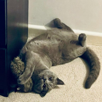 ����һֻСè����Ʊ������˵���־����ˣ������12���˻�������