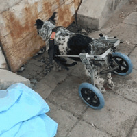 �����첼����ѩ���Ǹ����������������Ĺ������������ˣ�