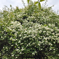 ����԰��