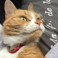 17����è��������Ű��������ŭȫ������������ԩ���������У�