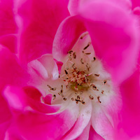 �¼�������